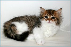 Female Siberian Kitten from Deedlebug Siberians